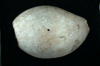 藏品(渦螺)的圖片